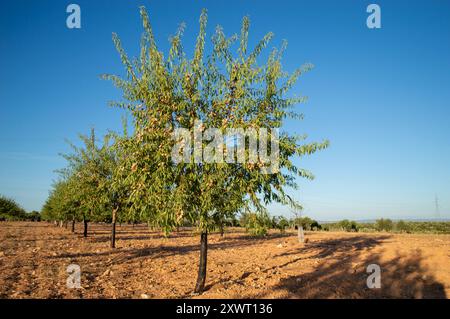 Mandel-Baum-Anbauplantage Stockfoto