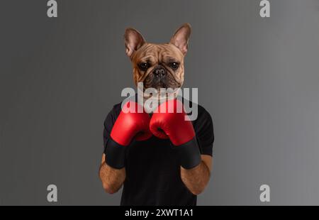 Französischer Bulldog Boxer mit roten Boxhandschuhen in einem Studio Stockfoto