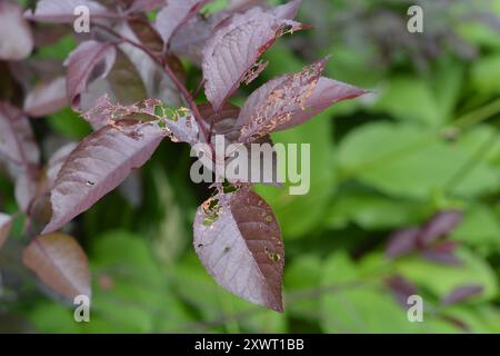Nahaufnahme von Schäden an Kirschbäumen durch japanische Käfer in einem Garten in Ontario, Kanada. Stockfoto