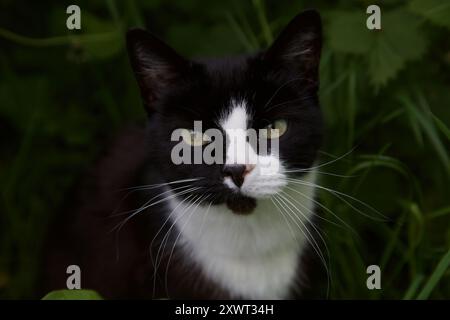 Porträt einer schwarz-weißen Smokingkatze Stockfoto