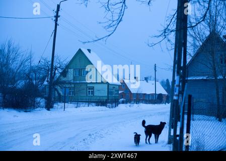 Schneebedeckte ländliche Dorfstraße in der Nähe des Białowieża-Nationalparks in der Abenddämmerung. Zwei Hunde laufen und Häuser mit schneebedeckten Dächern im Hintergrund, die Gefühle der Einsamkeit und der Ruhe in einer Winterlandschaft wecken. Stockfoto