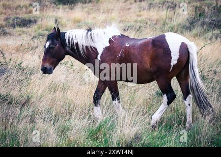 Wilde Pferde im Nationalpark Torres Del Paine in Patagonien, Chile Stockfoto