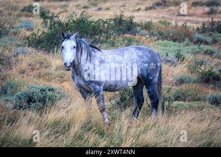 Wilde Pferde im Nationalpark Torres Del Paine in Patagonien, Chile Stockfoto
