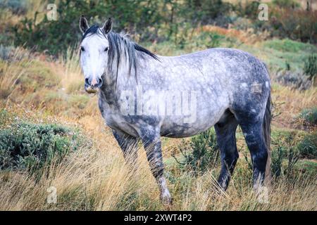 Wilde Pferde im Nationalpark Torres Del Paine in Patagonien, Chile Stockfoto