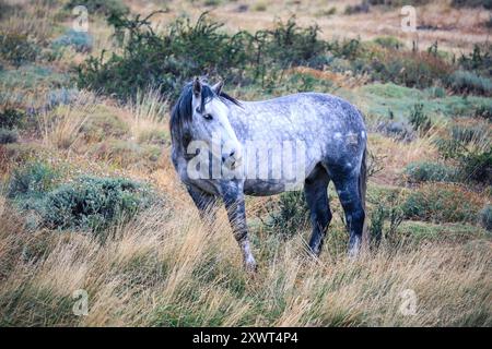Wilde Pferde im Nationalpark Torres Del Paine in Patagonien, Chile Stockfoto