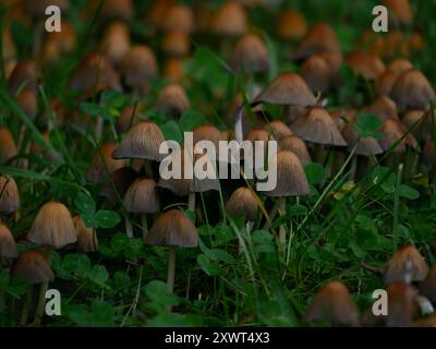 Parasola Conopilea Coprinus große Pilzgruppe, die im Gras wächst. Stockfoto