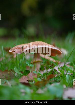 Amanita Fliegenpilze wachsen im Gras zwischen den herabfallenden Herbstblättern. Stockfoto