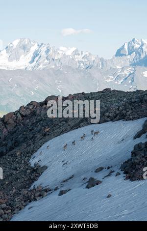 highlands-Landschaft mit einer Herde wilder Bergziegen auf einem Schneefeld im Vordergrund Stockfoto