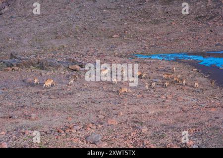 Wilde Bergziegen-Antilopen auf einer Felsrutsche an der Stelle eines geschmolzenen Gletschers im Hochland Stockfoto