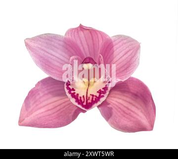 Rosa Orchideenkopf nah oben isoliert auf weißem Hintergrund. Nahaufnahme der schönen rosa Cymbidium Orchideenblume auf weißem Hintergrund. Stockfoto