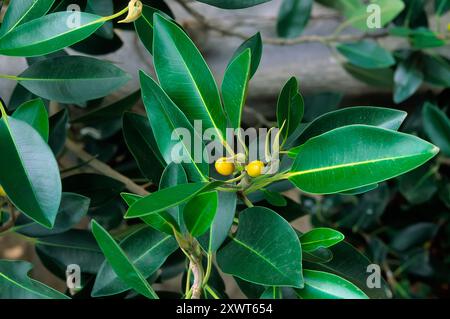 Moreton Bay Feige oder australisches Banyan (Ficus macrophylla), Moraceae. Großer immergrüner Baum, Zierpflanze. Blätter und Sykonium. Stockfoto