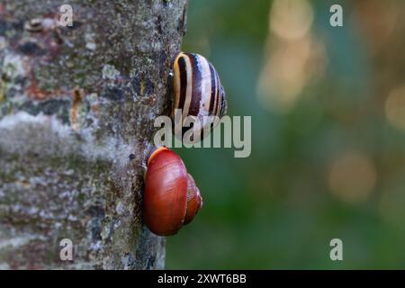 Polymorphismus: Zwei Grove-Schnecken mit völlig unterschiedlich gefärbten Schalen auf einem Baum Stockfoto