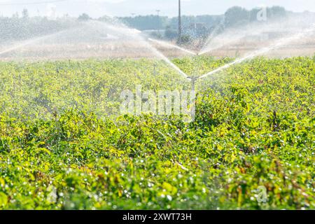 Kartoffelfeld im Sommer mit Bewässerungsregner in Betrieb, Landwirtschaftskonzept Stockfoto