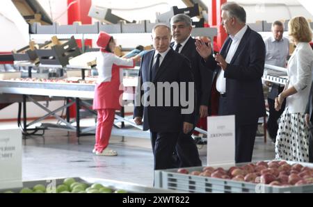 Germenchik, Russland. August 2024. Der russische Präsident Wladimir Putin, links, wird in Begleitung des Unternehmensleiters Alim Geduev, rechts, am 20. August 2024 in Germenchik, Kabardino-Balkaria, durch das landwirtschaftliche Unternehmen Agro-07 geführt. Russland. Quelle: Gavriil Grigorov/Kreml Pool/Alamy Live News Stockfoto