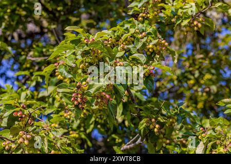 Pacific Crabapple, Malus Fuska, mit länglichen essbaren Früchten im Bottle Beach State Park, Washington State, USA Stockfoto