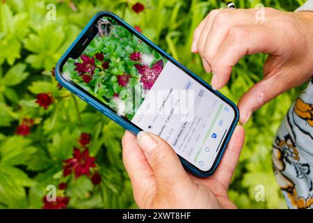 Frau mit iphone Smartphone Handy mit Pflanzen Identifikation App vor Blumen Stockfoto