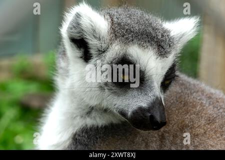 Nahaufnahme eines Lemuren in einem Zoo in Toronto, Kanada Stockfoto