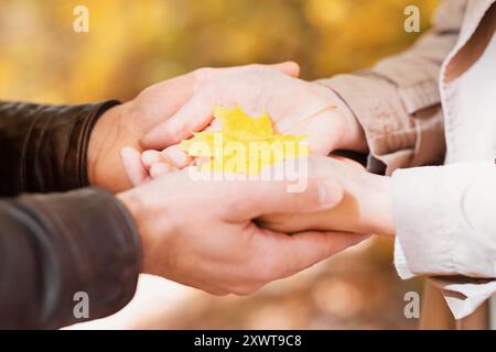 Mann und Frau halten gelbe Ahornblätter in Handflächen zusammen Stockfoto