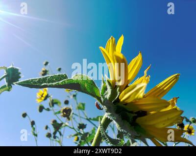 Sonnenblumen mit einer versteckten weiblichen Käfer, die kopfüber geht, zeigen sich, wenn Sonnenstrahlen an einem klaren Tag gegen den blauen Himmel leuchten. Das Makro-Sommerbild ist hell. Stockfoto