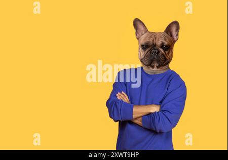 Französische Bulldogge Mit Blauem Sweatshirt Auf Gelbem Hintergrund Stockfoto