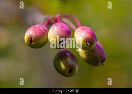 Pacific Crabapple, Malus Fuska, mit länglichen essbaren Früchten im Bottle Beach State Park, Washington State, USA Stockfoto