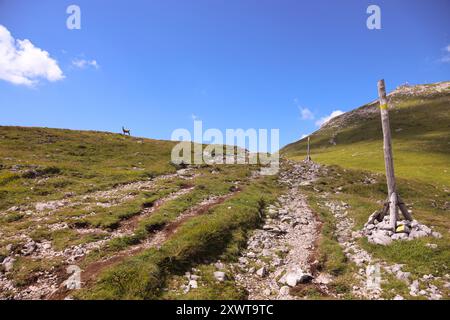 Eine Gams (Gämse) steht auf einem grasbewachsenen Hügel in der Ferne, nahe einem schroffen Bergweg auf dem Schneeberg-Plateau in Österreich. Der felsige Pfad windet sich nach oben Stockfoto