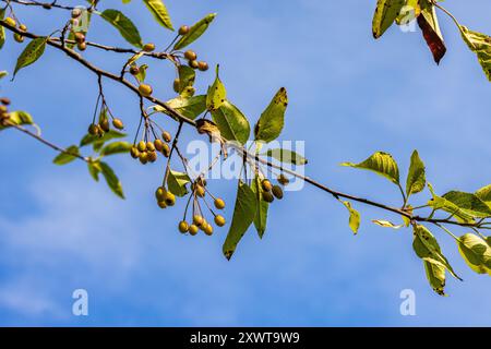 Pacific Crabapple, Malus Fuska, mit länglichen essbaren Früchten im Bottle Beach State Park, Washington State, USA Stockfoto