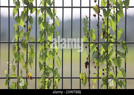 Windengewächse in der Landschaft das an einem Stahlmattenzaun verbliebene Laub der echten Zaunwinde *** Bindweed in der Landschaft das Laub von echtem Bindweed, das auf einem Stahlzaun verbleibt Stockfoto