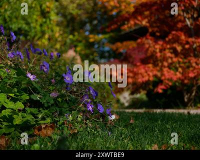 Geranium Hybrid Rozanne Blüten in Blüte wachsen im Garten. Blumenzucht. Hintergrund. Stockfoto