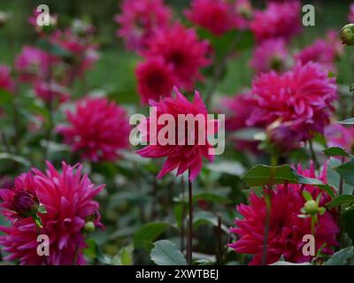 Rosafarbene Dahlia Chrysantheme Blüten wachsen im Garten. Anbau herbstlicher Dekorblumen. Hintergrund. Stockfoto