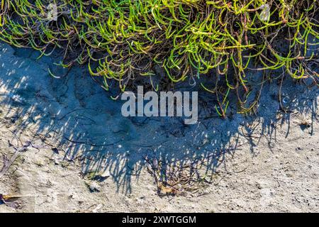 Pickleweed, Salicornia depressa, am oberen Pazifik-Strand im Bottle Beach State Park, Washington State, USA Stockfoto