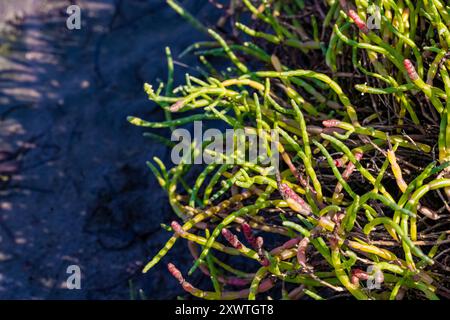 Pickleweed, Salicornia depressa, am oberen Pazifik-Strand im Bottle Beach State Park, Washington State, USA Stockfoto