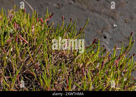 Pickleweed, Salicornia depressa, am oberen Pazifik-Strand im Bottle Beach State Park, Washington State, USA Stockfoto