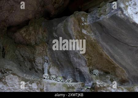 In dieser Höhle wurden schon viele Angehörige der Toraja beerdigt. Von vielen ist nur noch der Totenschädel vorhanden. Religion Ihre ursprüngliche Religion bezeichnet man heute als Rituale der Ahnen aluk to dolo. Sie basieren auf den Gegensätzen Leben und Tod, Ost und West, Sonnenaufgang und - untergang. Viele Riten bleiben erhalten, obwohl mit den Holländern auch Missionare kamen. Diese untersagen zum Beispiel alle Bräuche zur Förderung der Fruchtbarkeit, befürworten aber den Totenkult. Das Bestatungsritual aluk rambe matampu gewann dadurch in der Gesellschaft der Toraja an Bedeutung Stockfoto