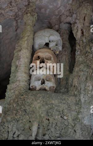 In dieser Höhle wurden schon viele Angehörige der Toraja beerdigt. Von vielen ist nur noch der Totenschädel vorhanden. Religion Ihre ursprüngliche Religion bezeichnet man heute als Rituale der Ahnen aluk to dolo. Sie basieren auf den Gegensätzen Leben und Tod, Ost und West, Sonnenaufgang und - untergang. Viele Riten bleiben erhalten, obwohl mit den Holländern auch Missionare kamen. Diese untersagen zum Beispiel alle Bräuche zur Förderung der Fruchtbarkeit, befürworten aber den Totenkult. Das Bestatungsritual aluk rambe matampu gewann dadurch in der Gesellschaft der Toraja an Bedeutung Stockfoto