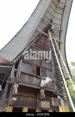 In Sangalla und in dessen Umland gibt es viele kunstvoll errichtetete Reisspeichern der Toraja zu bestaunen wie hier in Suaya. Die traditionellen Reisspeicher werden Alang genannt und stehen auf runden Pfählen. Dagegen stehen die traditionellen Wohnhäuser, die tongkonan genannt werden, auf eckigen Pfählen. Ein typisches Toraja-Dorf besteht aus zwei parallelen Häuserreihen in Ost-West-Richtung. Die Wohnhäuser sehen nach Norden und damit den Göttern entgegen. Ihnen gegenüber stehen die Reisspeicher. Für traditionell denkende Toraja ist der tongkonan viel mehr als ein Schutz vor der Witterung. Ihr Stockfoto