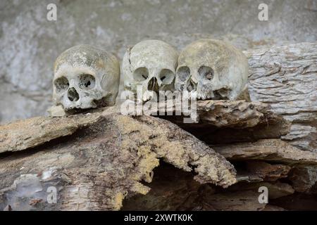 In dieser Höhle sind viele Angehörige der Toraja in Särgen beerdigt worden. Weil ihr Sarg im Laufe der Jahrhunderte verrottete sind von vielen Verstorbenen nur noch der Totenschädel vorhanden. Religion Ihre ursprüngliche Religion bezeichnet man heute als Rituale der Ahnen aluk to dolo. Sie basieren auf den Gegensätzen Leben und Tod, Ost und West, Sonnenaufgang und - untergang. Viele Riten bleiben erhalten, obwohl mit den Holländern auch Missionare kamen. Diese untersagen zum Beispiel alle Bräuche zur Förderung der Fruchtbarkeit, befürworten aber den Totenkult. Das Bestatungsritual Alu Stockfoto