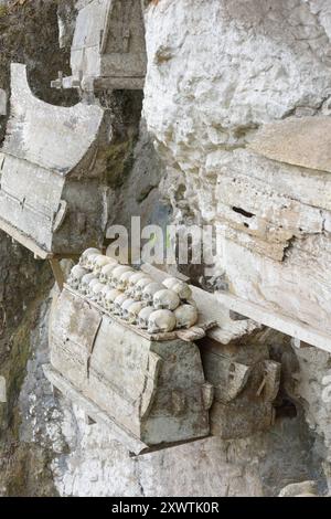 In dieser Höhle sind viele Angehörige der Toraja in Särgen beerdigt worden. Weil ihr Sarg im Laufe der Jahrhunderte verrottete sind von vielen Verstorbenen nur noch der Totenschädel vorhanden. Religion Ihre ursprüngliche Religion bezeichnet man heute als Rituale der Ahnen aluk to dolo. Sie basieren auf den Gegensätzen Leben und Tod, Ost und West, Sonnenaufgang und - untergang. Viele Riten bleiben erhalten, obwohl mit den Holländern auch Missionare kamen. Diese untersagen zum Beispiel alle Bräuche zur Förderung der Fruchtbarkeit, befürworten aber den Totenkult. Das Bestatungsritual Alu Stockfoto