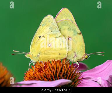Ein Paar Wolken-Schwefel-Schmetterlinge, die sich auf einer rosa Echinacea-Blüte vor einem natürlichen grünen Hintergrund paaren. Stockfoto