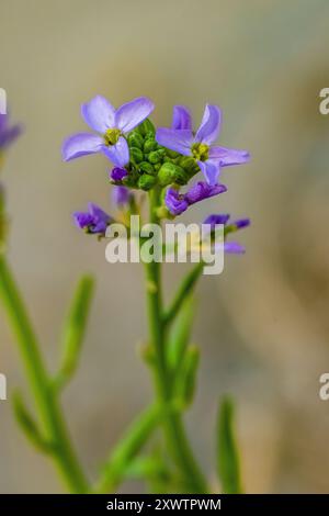 European Searocket, Cakile maritima, blüht am Sandstrand im Bottle Beach State Park, Washington State, USA Stockfoto