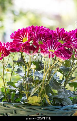 Schöne Chrysanthemenpflanze in voller Blüte in einem Korb natürlichen Hintergrund Stockfoto
