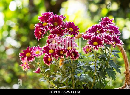Schöne Chrysanthemenpflanze in voller Blüte in einem Korb natürlichen Hintergrund Stockfoto