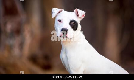 Ein gemischter Terrier-Welpe mit Schlampenohren und einem schwarzen Fleck über einem Auge Stockfoto