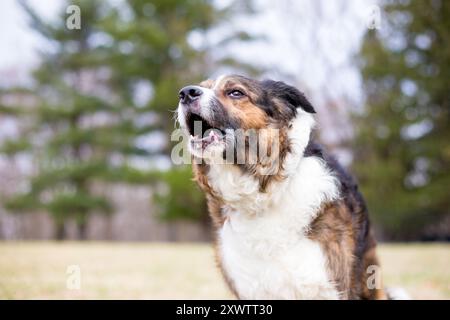 Ein reaktiver Mischhund, der draußen bellt Stockfoto