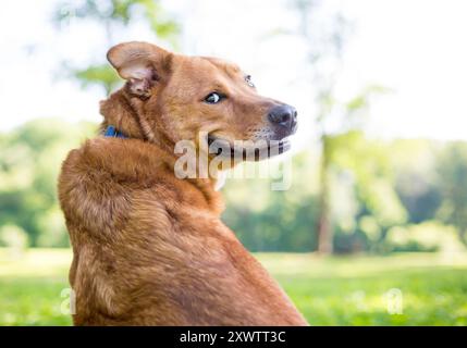 Ein Retriever-Mischhund, der über die Schulter schaut, mit einem lustigen Gesichtsausdruck Stockfoto