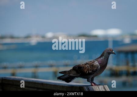 Eine Taube auf dem Handlauf, aufgenommen am Pensacola Beach, Florida mit Blick auf den Santa Rosa Sound. Stockfoto