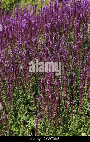 Violet Salbei alias Zierweidensalbei, Balkan-Clary und Perennial Woodland Salbei, Salvia nemorosa „Wesuwe“, Lamiaceae. Europa und Westasien. Stockfoto