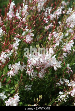 Lindheimer's Beeblossom oder White Gaura, Oenothera lindheimeri, Onagraceae. Früher Gaura lindheimerii. Stockfoto