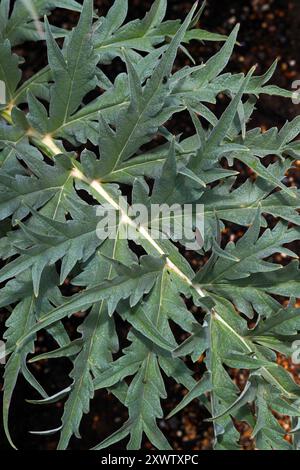 Blatt einer Kardoon, auch bekannt als Artischockendistel, Cardone, Cardoni oder Cardi, Cynara cardunculus, Asteraceae, Compositae. Mittelmeer. Stockfoto