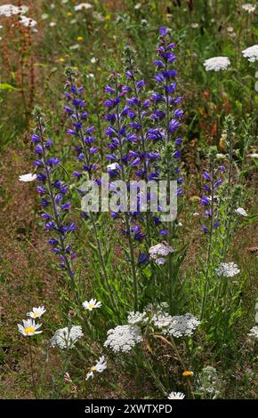 Viper's Bugloss, Blueweed oder Blue Devil, Echium vulgare, Boraginaceae. Sie ist in Europa und dem gemäßigten Asien beheimatet. Stockfoto